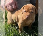 Small Photo #4 Vizsla Puppy For Sale in CANTRALL, IL, USA