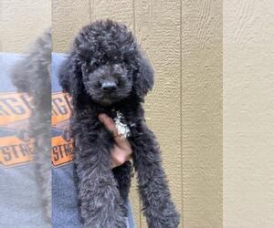 Labradoodle Puppy for sale in SPARTA, TN, USA