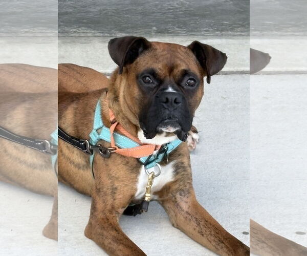 Medium Photo #2 Boxer Puppy For Sale in Woodbury, MN, USA