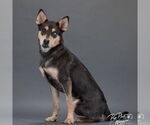 Small #1 Huskies  Mix