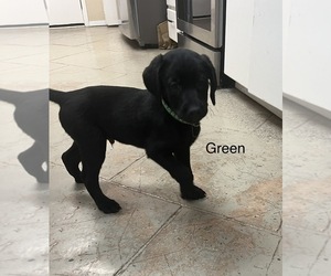 Labrador Retriever Puppy for sale in MEAD, WA, USA