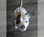 Small #14 Mutt