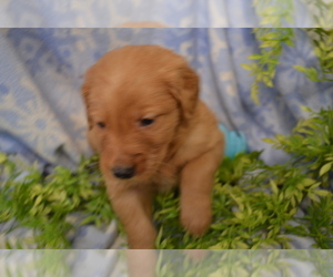 Medium Golden Retriever