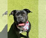 Small #3 Mastiff Mix