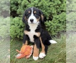 Small #2 Bernese Mountain Dog