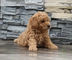 Puppy Fred Goldendoodle (Miniature)