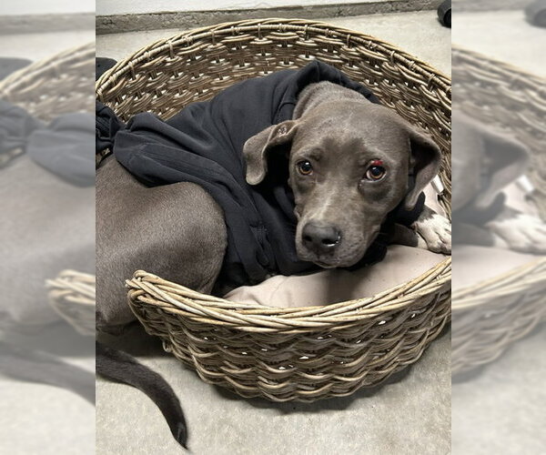 Medium Photo #1 Staffordshire Bull Terrier Puppy For Sale in HESPERIA, CA, USA