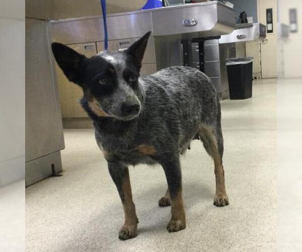 Medium Photo #1 Texas Heeler Puppy For Sale in Riverside, CA, USA
