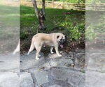 Small #1 Anatolian Shepherd Mix