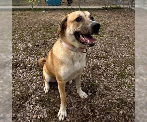 Medium Photo #1 Great Pyrenees-Unknown Mix Puppy For Sale in Conroe, TX, USA