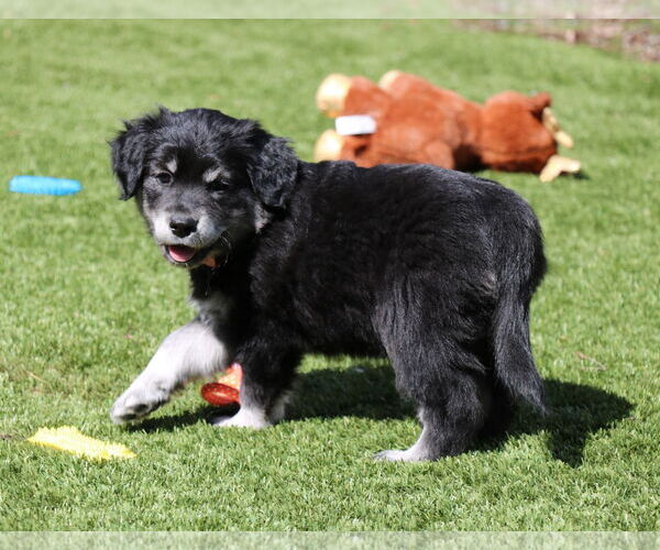 Medium Photo #2 German Shepherd Dog-Unknown Mix Puppy For Sale in San Diego, CA, USA