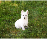 Small #6 West Highland White Terrier