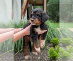 Small Photo #49 Golden Mountain Doodle  Puppy For Sale in BROKEN ARROW, OK, USA
