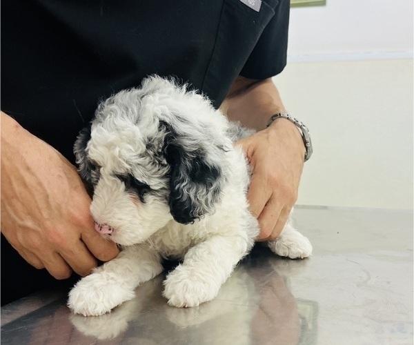 Medium Photo #17 Sheepadoodle Puppy For Sale in HUNTINGTON BEACH, CA, USA