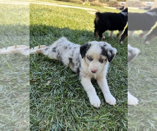 Medium Photo #15 Australian Shepherd Puppy For Sale in PASO ROBLES, CA, USA