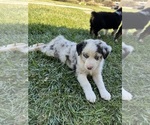 Small Photo #15 Australian Shepherd Puppy For Sale in PASO ROBLES, CA, USA