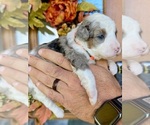 Puppy Myrtle Aussiedoodle Miniature