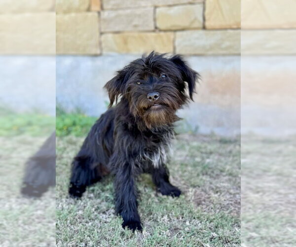 Medium Photo #5 Shih Tzu-Unknown Mix Puppy For Sale in PIPE CREEK, TX, USA