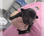 Small #1 Mutt