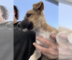 *WAFFLES - Female Siberian Husky Dog for Adoption - Small photo