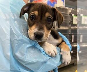 Labrador Retriever-Unknown Mix Dogs for adoption in San Antonio, TX, USA