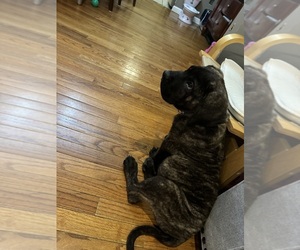 Presa Canario Puppy for sale in SILVER SPRING, MD, USA