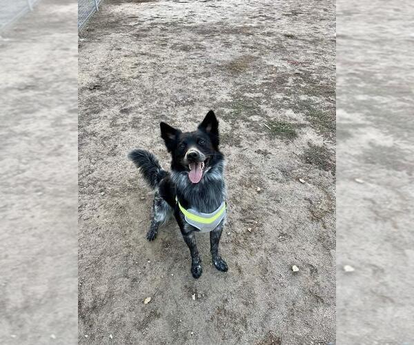 Medium Photo #3 Border Collie-Texas Heeler Mix Puppy For Sale in Apple Valley, CA, USA