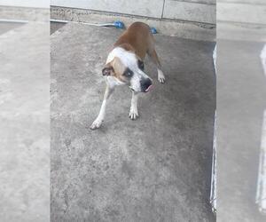 American Staffordshire Terrier-Unknown Mix Dogs for adoption in San Antonio, TX, USA