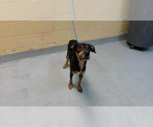 Mutt Dogs for adoption in Tulsa, OK, USA