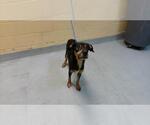MOLLY - Female Mutt Dog for Adoption - Small photo
