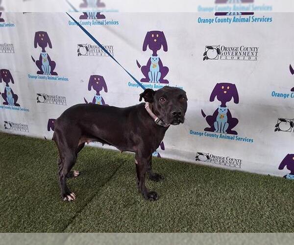 Medium Photo #1 American Pit Bull Terrier Puppy For Sale in Orlando, FL, USA
