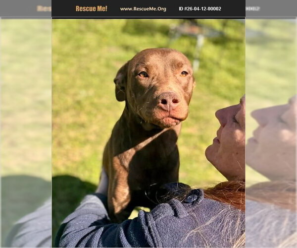 Medium Photo #1 Mutt Puppy For Sale in Benton, PA, USA