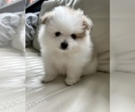 Small #17 Pomeranian