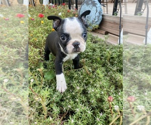 Boston Terrier Puppy for sale in FREDONIA, KS, USA