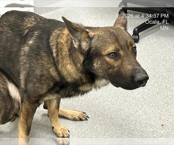 Medium Photo #1 German Shepherd Dog-Unknown Mix Puppy For Sale in Ocala, FL, USA