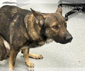 German Shepherd Dog-Unknown Mix Dogs for adoption in Ocala, FL, USA