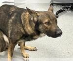 Small German Shepherd Dog Mix