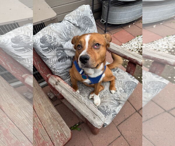 Medium Photo #3 Mutt Puppy For Sale in Aurora, CO, USA