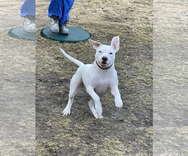 Medium Photo #4 American Pit Bull Terrier Puppy For Sale in Hillsboro, NH, USA
