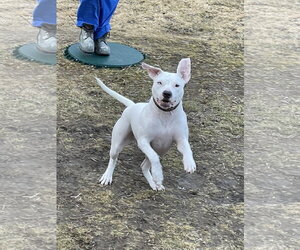 Vespa - Female American Pit Bull Terrier Dog for Adoption - Photo #4