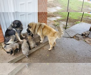 Caucasian Shepherd Dog Puppy for sale in Novi Sad, Vojvodina, Serbia