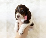 Small #1 Dachshund