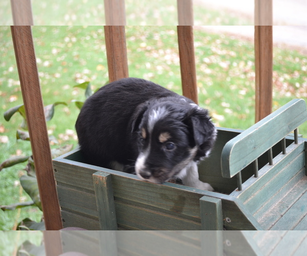 Medium Photo #2 Border Collie Puppy For Sale in GREENWOOD, WI, USA