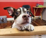 Small Photo #3 Mutt Puppy For Sale in Dallas, TX, USA