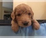 Small Photo #3 Goldendoodle Puppy For Sale in FORT MYERS, FL, USA