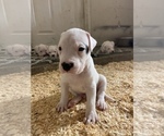 Small Photo #35 Dogo Argentino Puppy For Sale in ARLINGTON, TX, USA