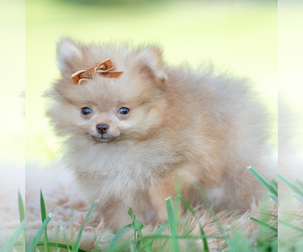 Medium Photo #2 Pomeranian Puppy For Sale in WARSAW, IN, USA