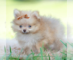 Small #1 Pomeranian