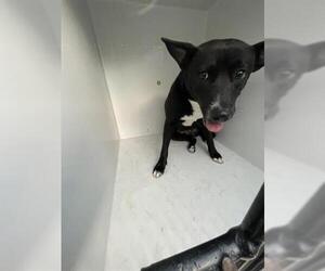 Shepradors Dogs for adoption in Houston, TX, USA