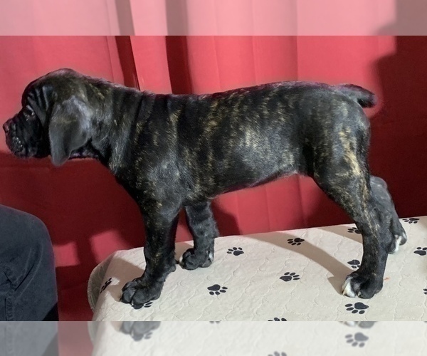 Medium Photo #70 Cane Corso Puppy For Sale in COTTAGE GROVE, OR, USA